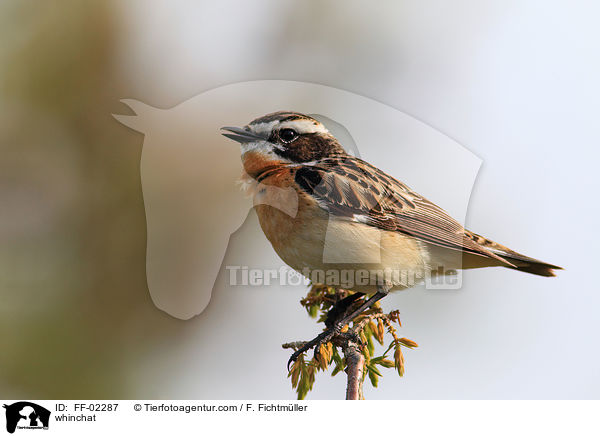 whinchat / FF-02287