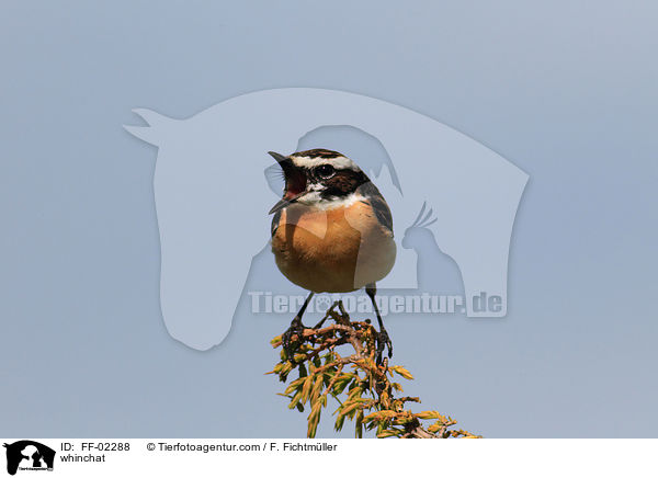 whinchat / FF-02288