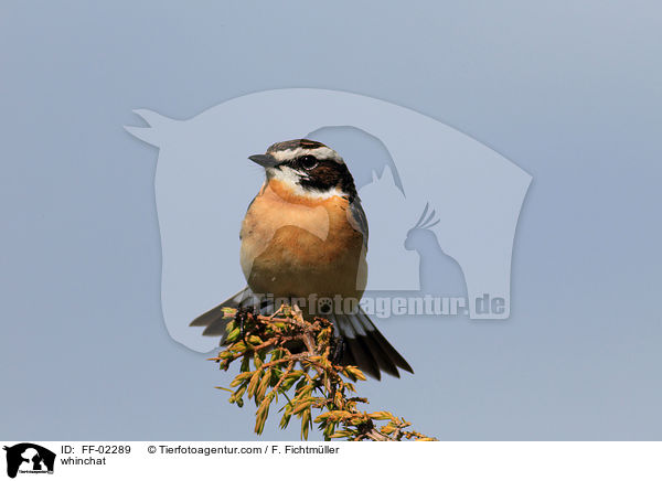 whinchat / FF-02289