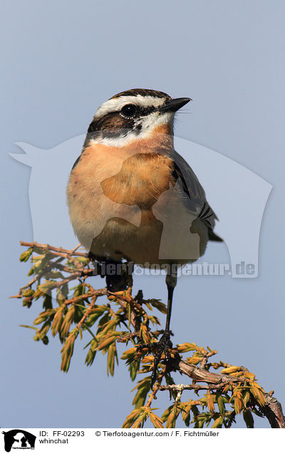 whinchat / FF-02293