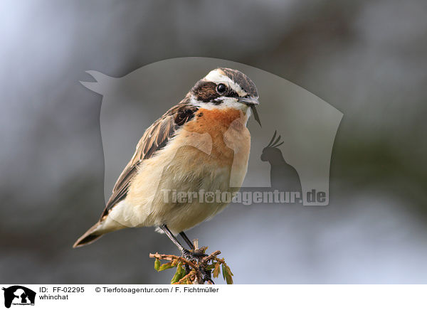 whinchat / FF-02295