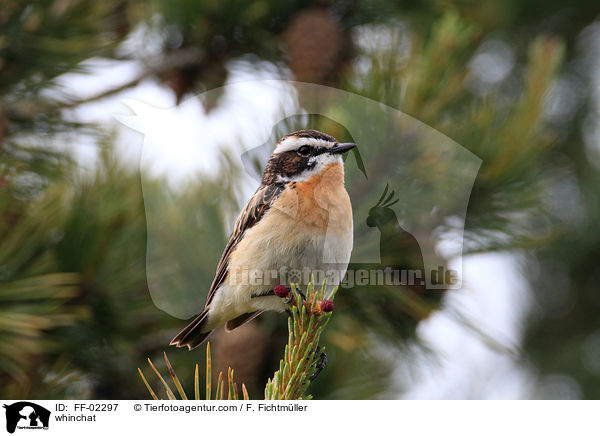 whinchat / FF-02297