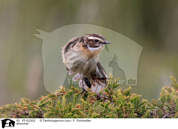 whinchat / FF-02302
