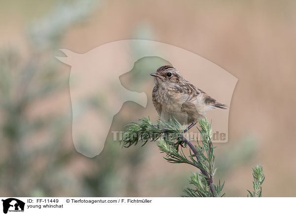 junges Braunkehlchen / young whinchat / FF-11449