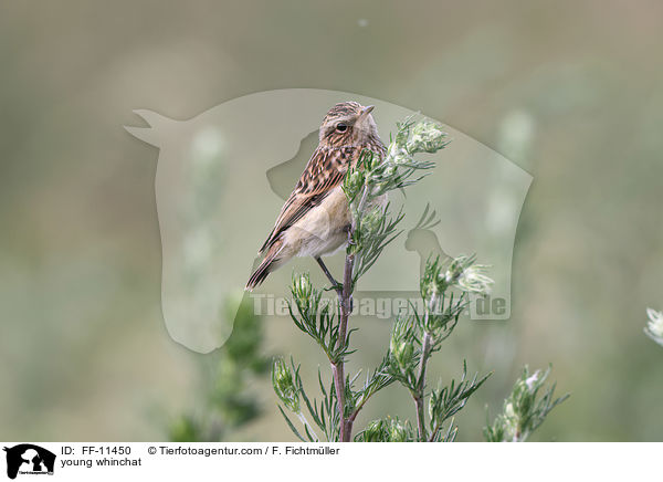 junges Braunkehlchen / young whinchat / FF-11450