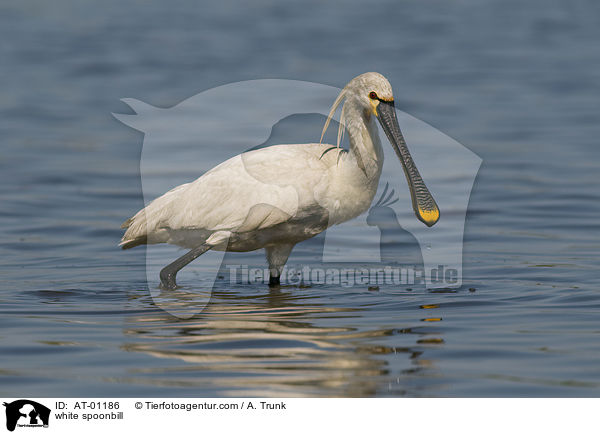 white spoonbill / AT-01186