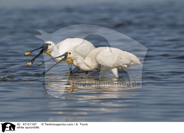 white spoonbills / AT-01187