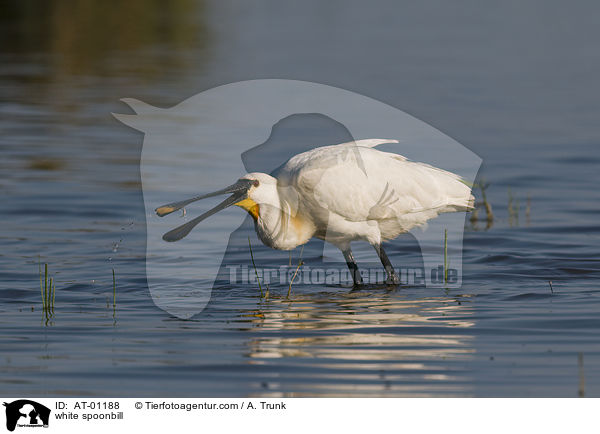 white spoonbill / AT-01188
