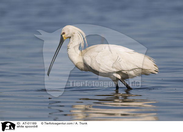 white spoonbill / AT-01189