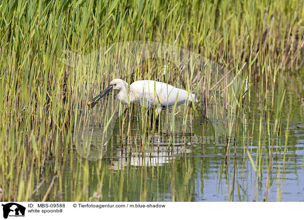 white spoonbill / MBS-09588