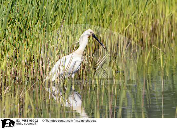 white spoonbill / MBS-09592