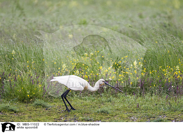 white spoonbill / MBS-11022