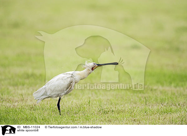white spoonbill / MBS-11024