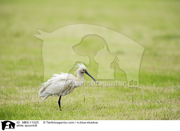 white spoonbill / MBS-11025