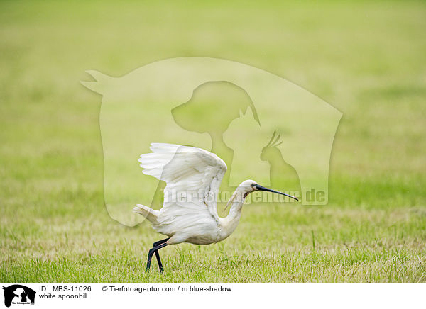 white spoonbill / MBS-11026