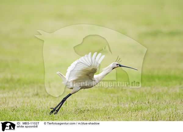 white spoonbill / MBS-11027