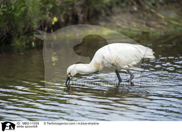 white spoonbill / MBS-11029
