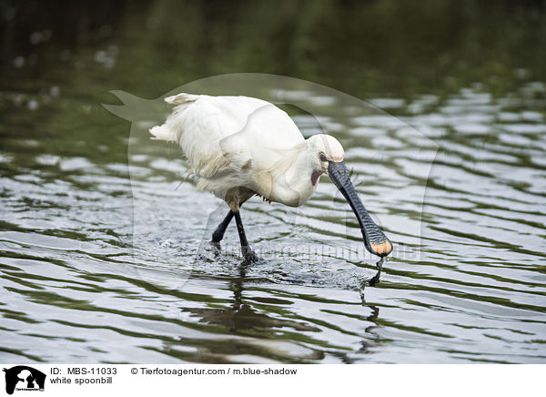 white spoonbill / MBS-11033