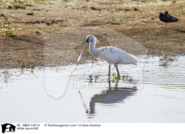 white spoonbill / MBS-14513