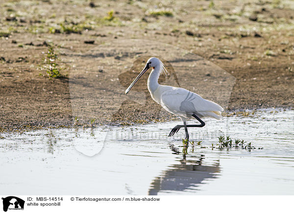 white spoonbill / MBS-14514
