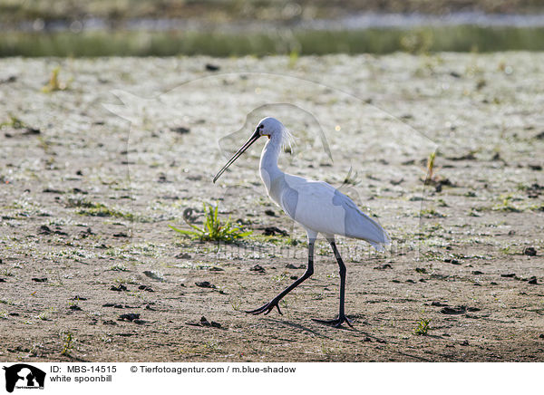 white spoonbill / MBS-14515