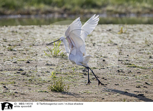 white spoonbill / MBS-14516