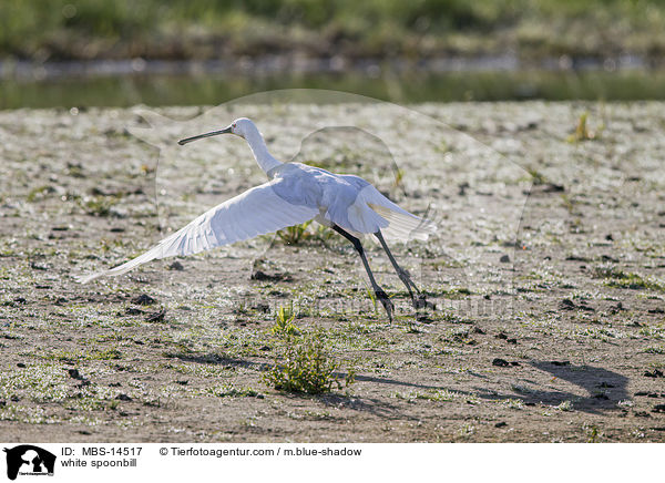 white spoonbill / MBS-14517