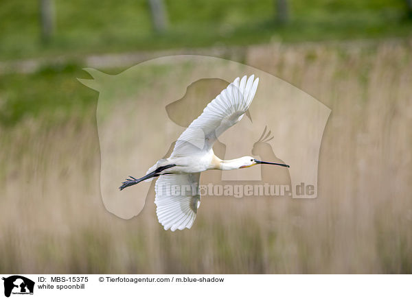 white spoonbill / MBS-15375