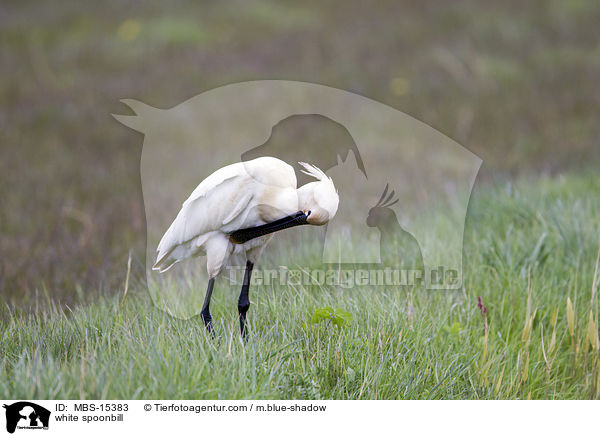 white spoonbill / MBS-15383