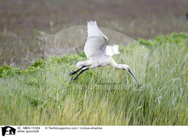 white spoonbill / MBS-15384