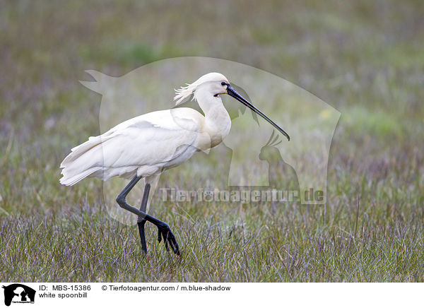 white spoonbill / MBS-15386