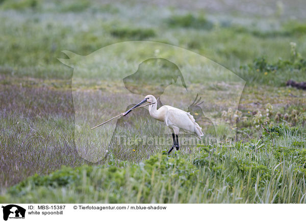 white spoonbill / MBS-15387