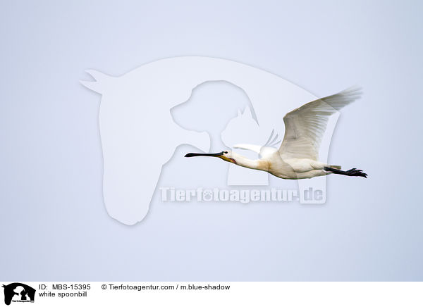 white spoonbill / MBS-15395