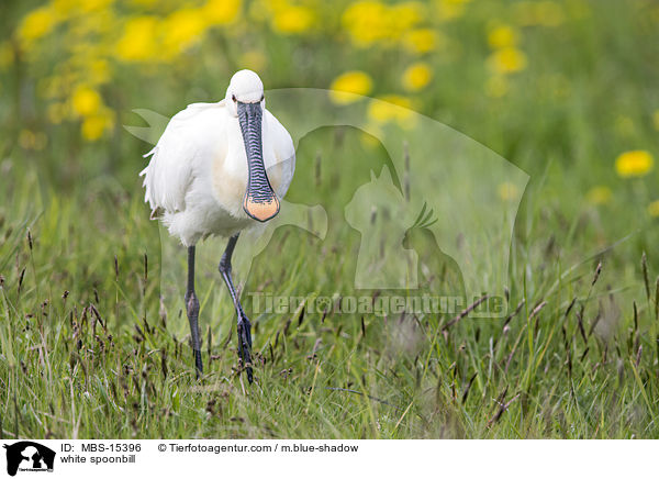 white spoonbill / MBS-15396