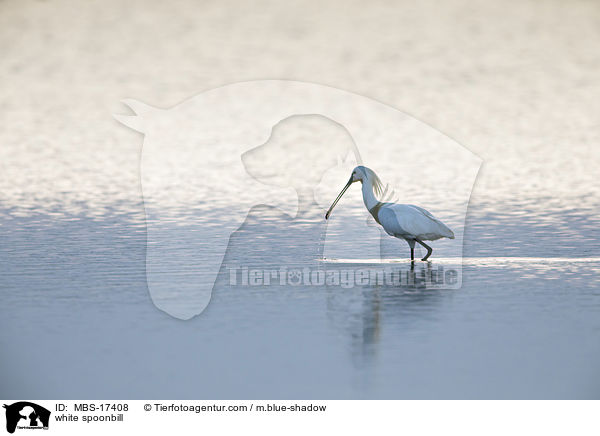 white spoonbill / MBS-17408