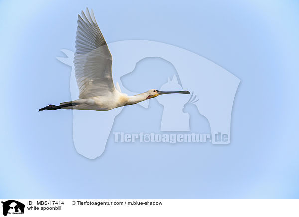 white spoonbill / MBS-17414