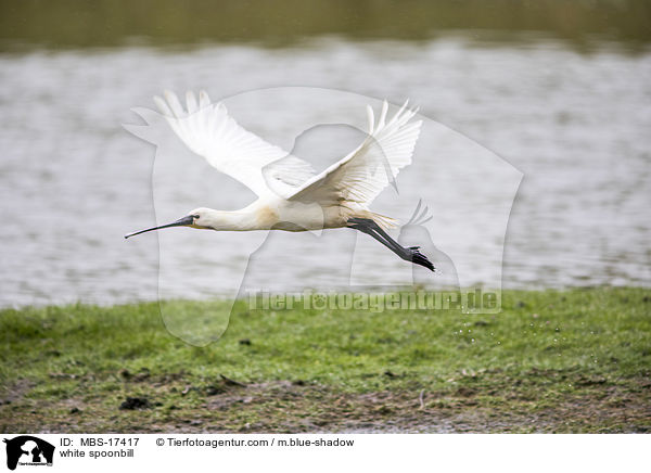 white spoonbill / MBS-17417