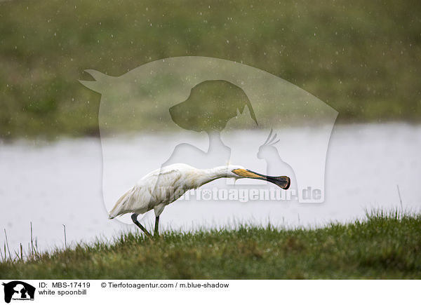 white spoonbill / MBS-17419
