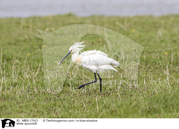 white spoonbill / MBS-17421
