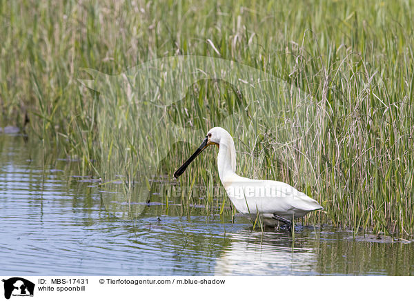 white spoonbill / MBS-17431