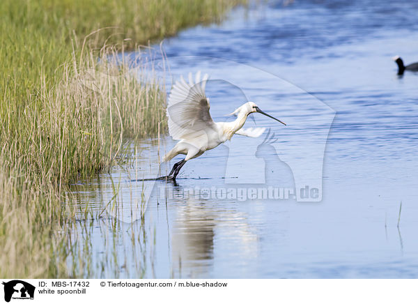 white spoonbill / MBS-17432