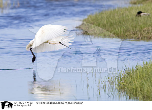 white spoonbill / MBS-17433