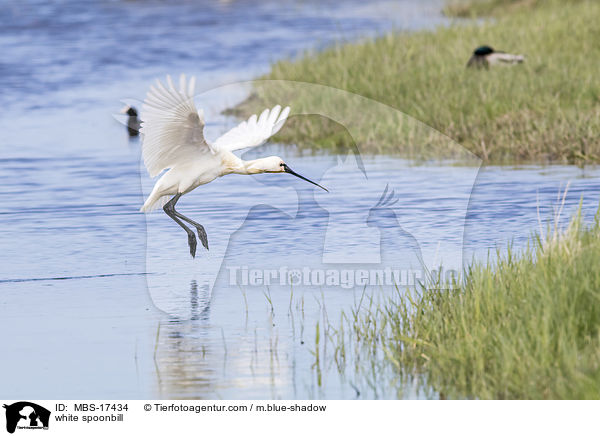 white spoonbill / MBS-17434