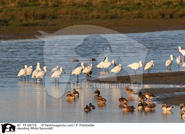 standing White Spoonbill / FF-08775