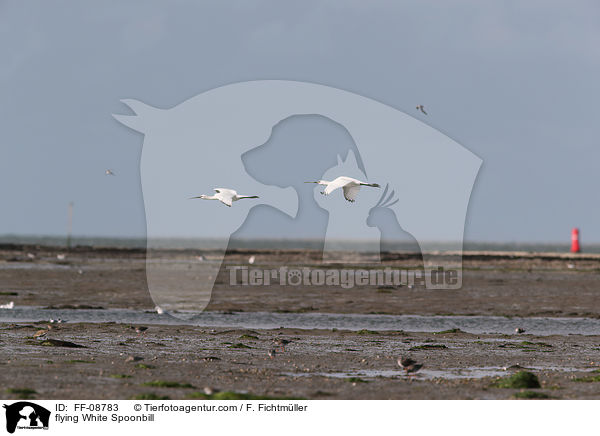 flying White Spoonbill / FF-08783