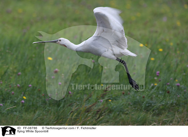flying White Spoonbill / FF-08786