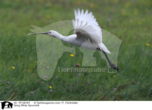 flying White Spoonbill / FF-08787