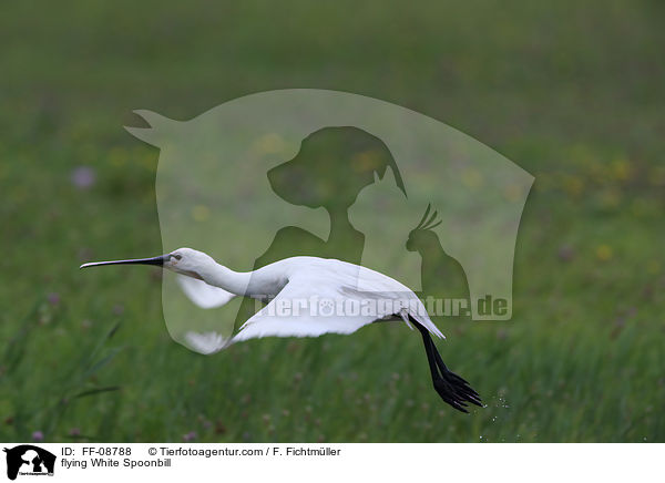 flying White Spoonbill / FF-08788