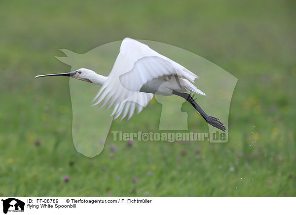 flying White Spoonbill / FF-08789