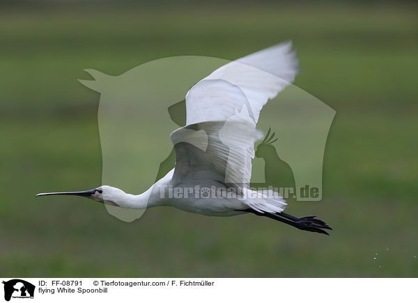 flying White Spoonbill / FF-08791